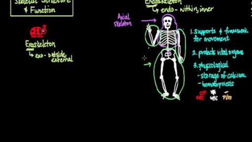 Anatomía esquelética anterior: MedlinePlus enciclopedia médica