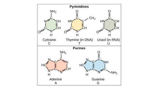 nucleotide molecule structure