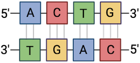 Two antiparallel D N A strands show complementary base pairing. A is always paired with T and C is always paired with G.