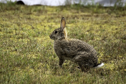 Natural Selection Example In Rabbits Khan Academy