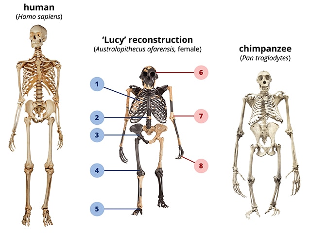 Evolution Of Human Skeleton The Discovery That Rewrote Human Evolution Evolution Of Human Skeleton The Discovery That Rewrote Human Evolution