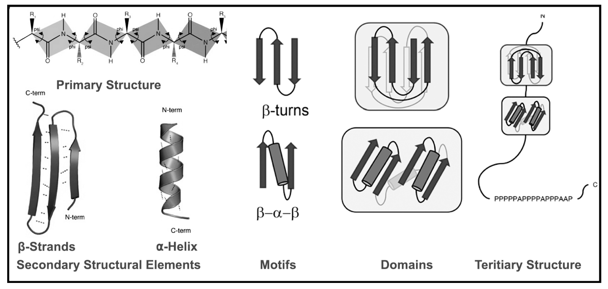 Protein structural motifs discount