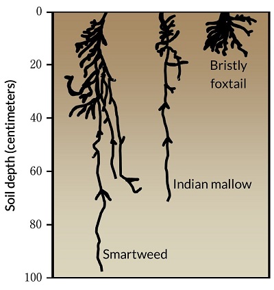 Medium Depth Roots Khan Academy