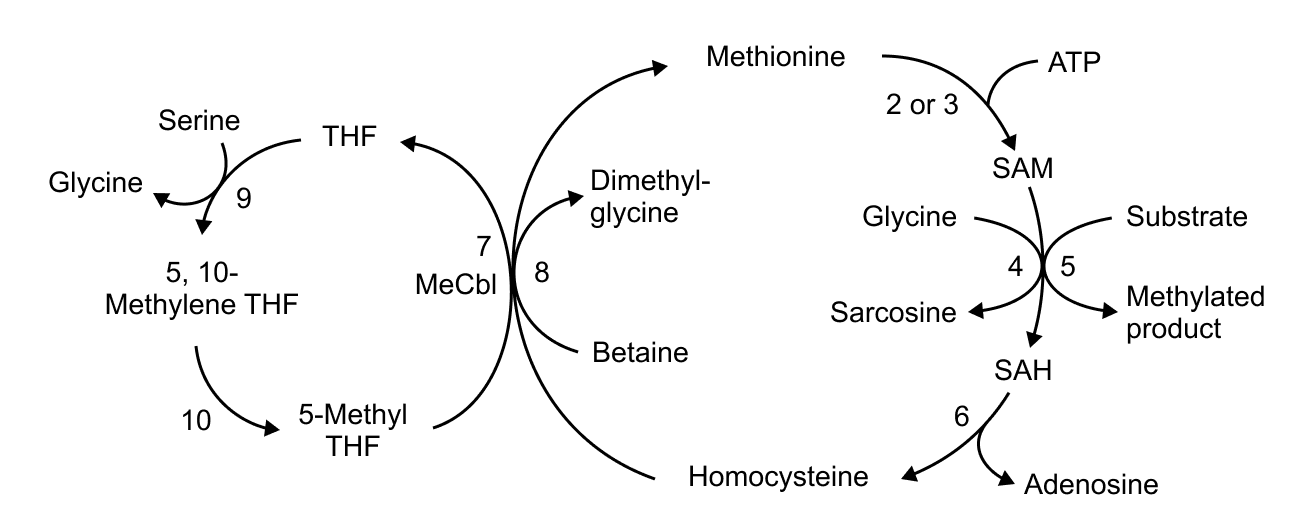 Biomolecules: Homocystinuria and its management (practice)