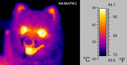 An infrared image of a dog's face, represented in visible colors. Yellow regions emit more infrared, and purple regions emit less infrared. In the infrared image, the dog's open mouth, eyes, and ears are yellow, and the rest of his face is purple.