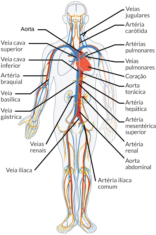Modelo De Arterias E Veias Humanas Arteries And Veins Diagram For Kids