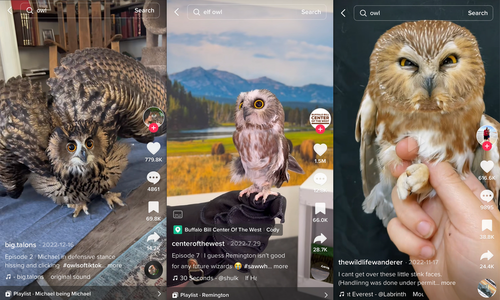 Três capturas de tela de vídeos sobre corujas