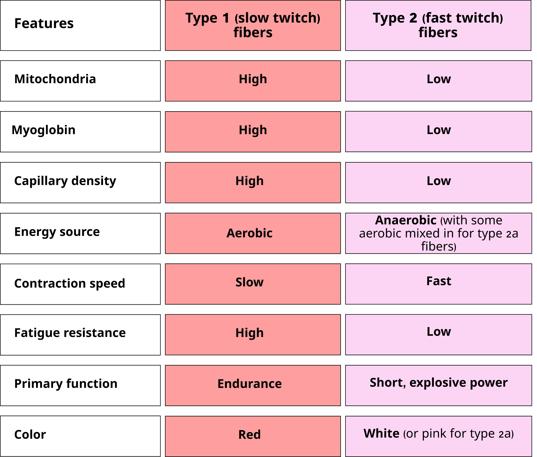 Type 2 Vs Type 1 Muscle Fibers