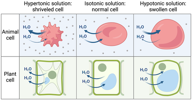 Plant Cell In Hypotonic Solution Plant Cell In Hypotonic Solution