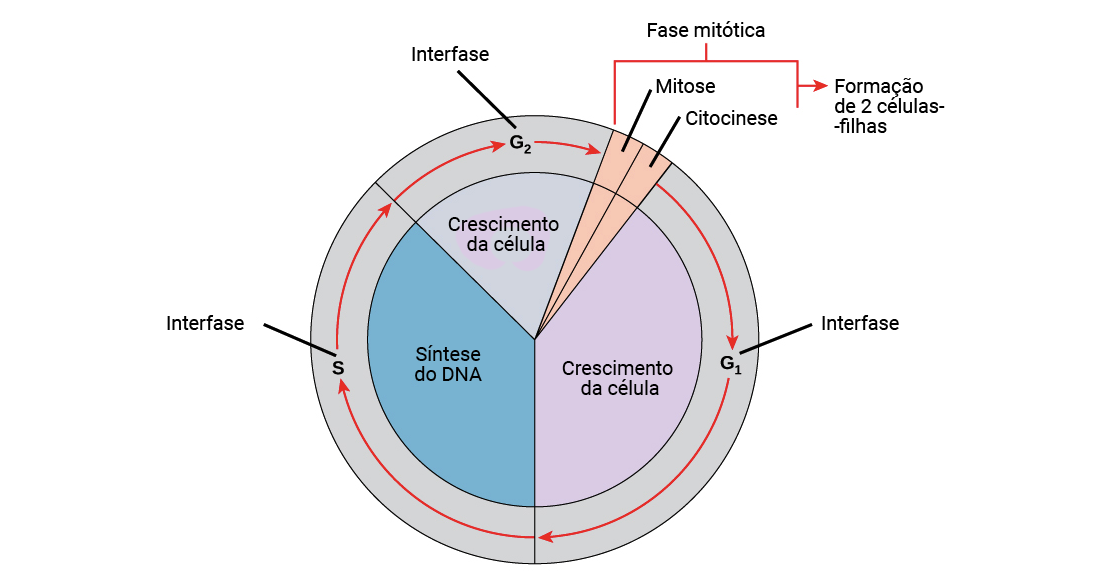 Diagrama do ciclo celular. fases do ciclo celular. ciclo de vida de uma  célula. síntese de dna e divisão celular.