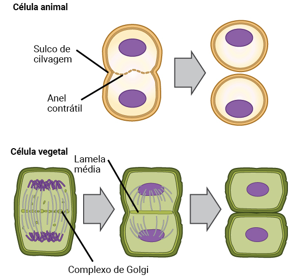 O que é interfase e as fases G1, S e G2 no ciclo celular - Toda Matéria