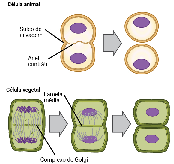 Divisão Celular - Algo Sobre