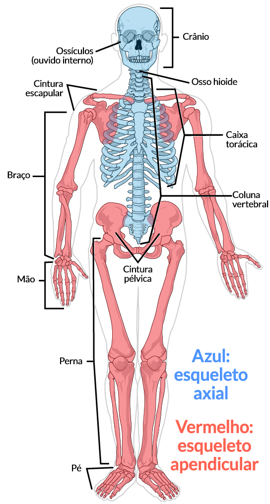 esqueleto cintura