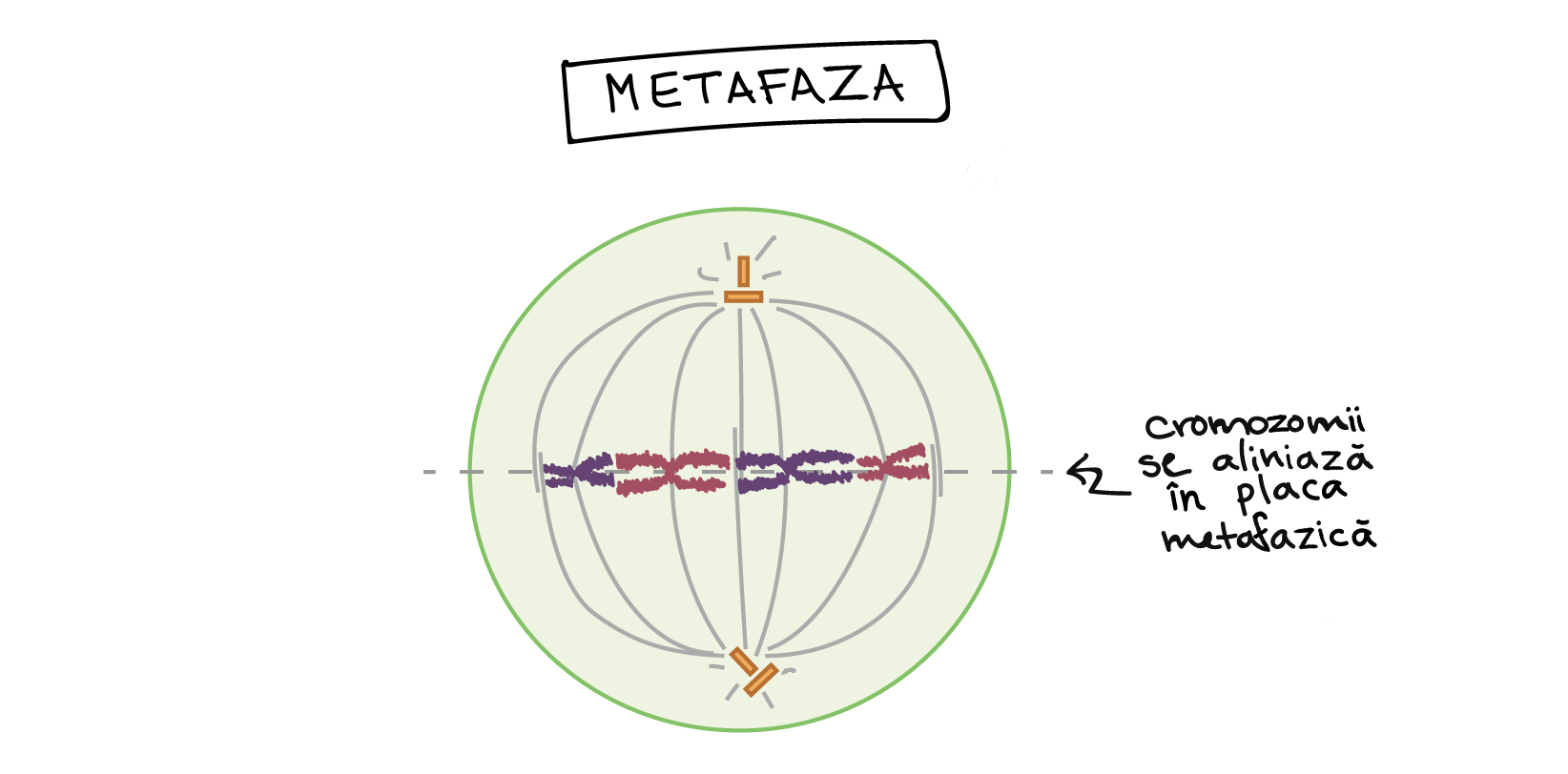 Metafaze Khan Academy