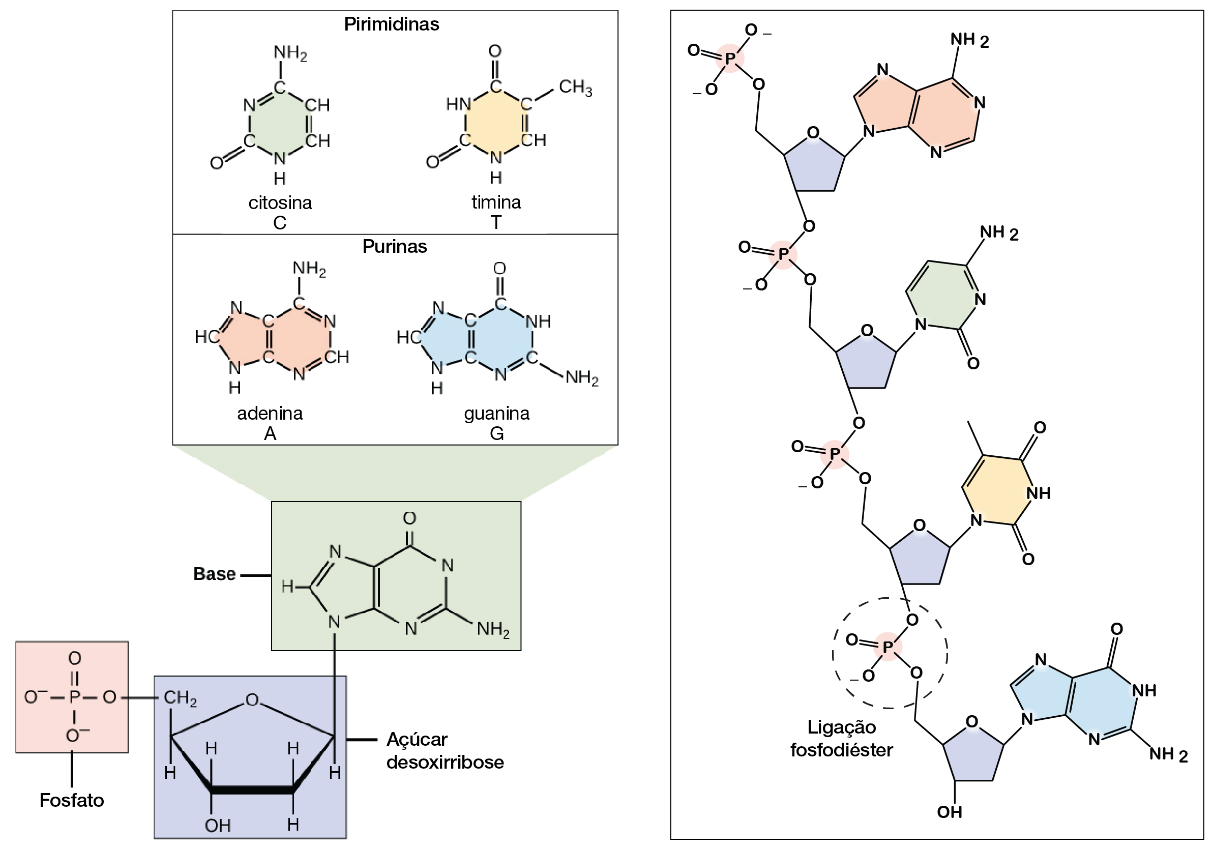 DNA fosfato