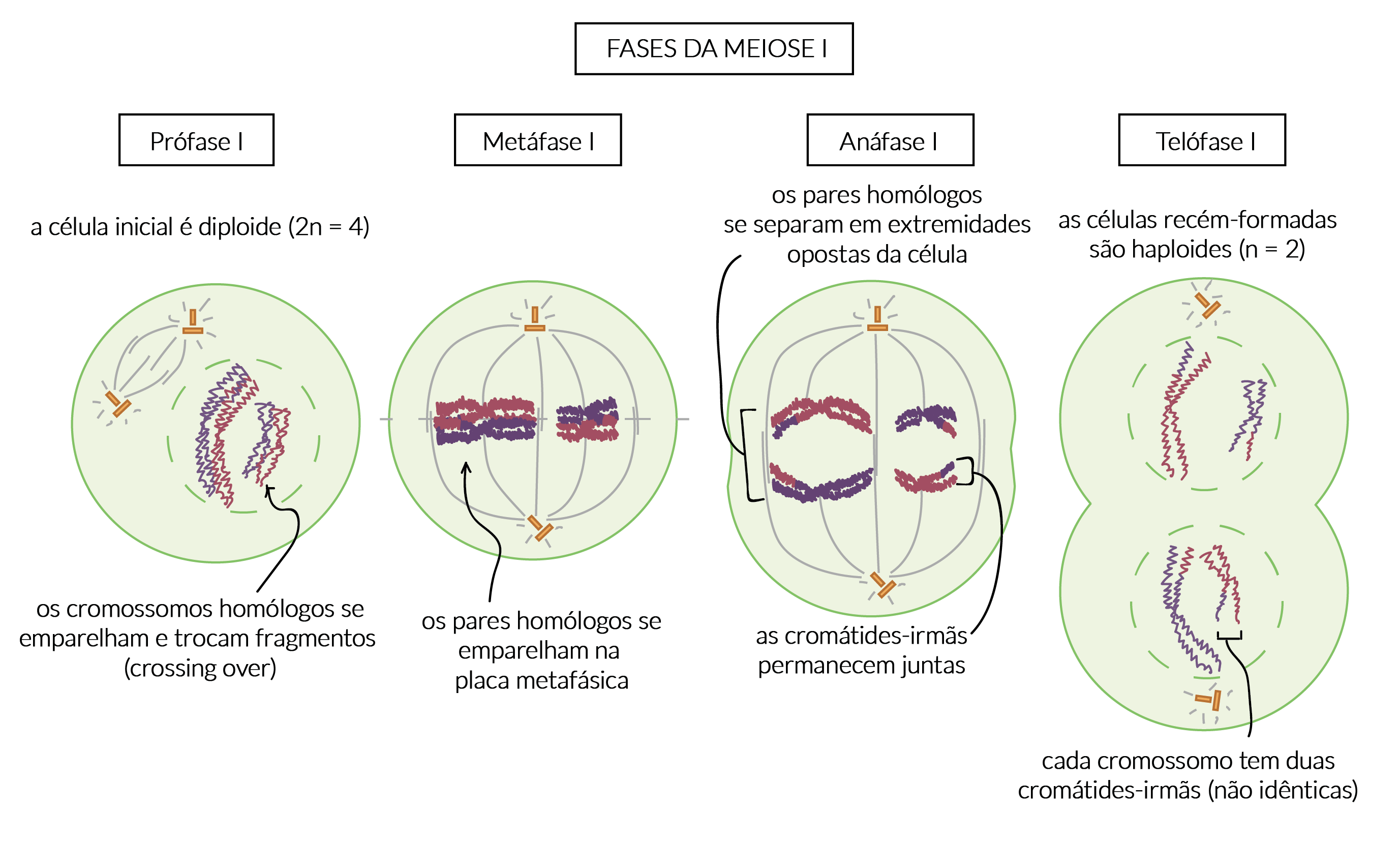 Meiose: resumo, fases e diferenças da mitose - Toda Matéria