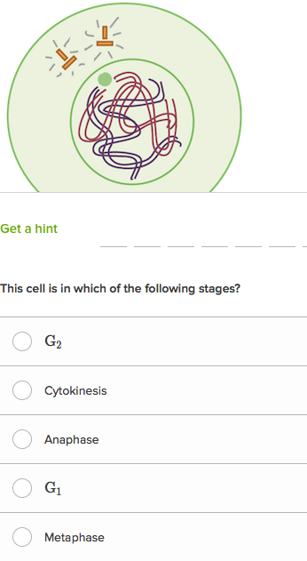 Mitosis Questions Practice Cell Division Khan Academy