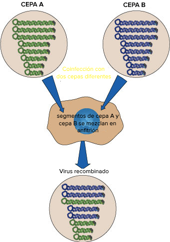 La redistribución entre dos cepas virales que pueden infectar la misma célula.

La cepa A tiene ocho segmentos de material genético.
La cepa B también tiene ocho segmentos, que portan genes similares en diferentes versiones.

Ambas cepas coinfectan la misma célula anfitrión. Los segmentos se mezclan en la célula anfitriona.

Esto da lugar a la producción de un virus redistribuido. El virus redistribuido tiene los segmentos 3, 6, 7 y 8 de la cepa A y los segmentos 1, 2, 4 y 5 de la cepa B.