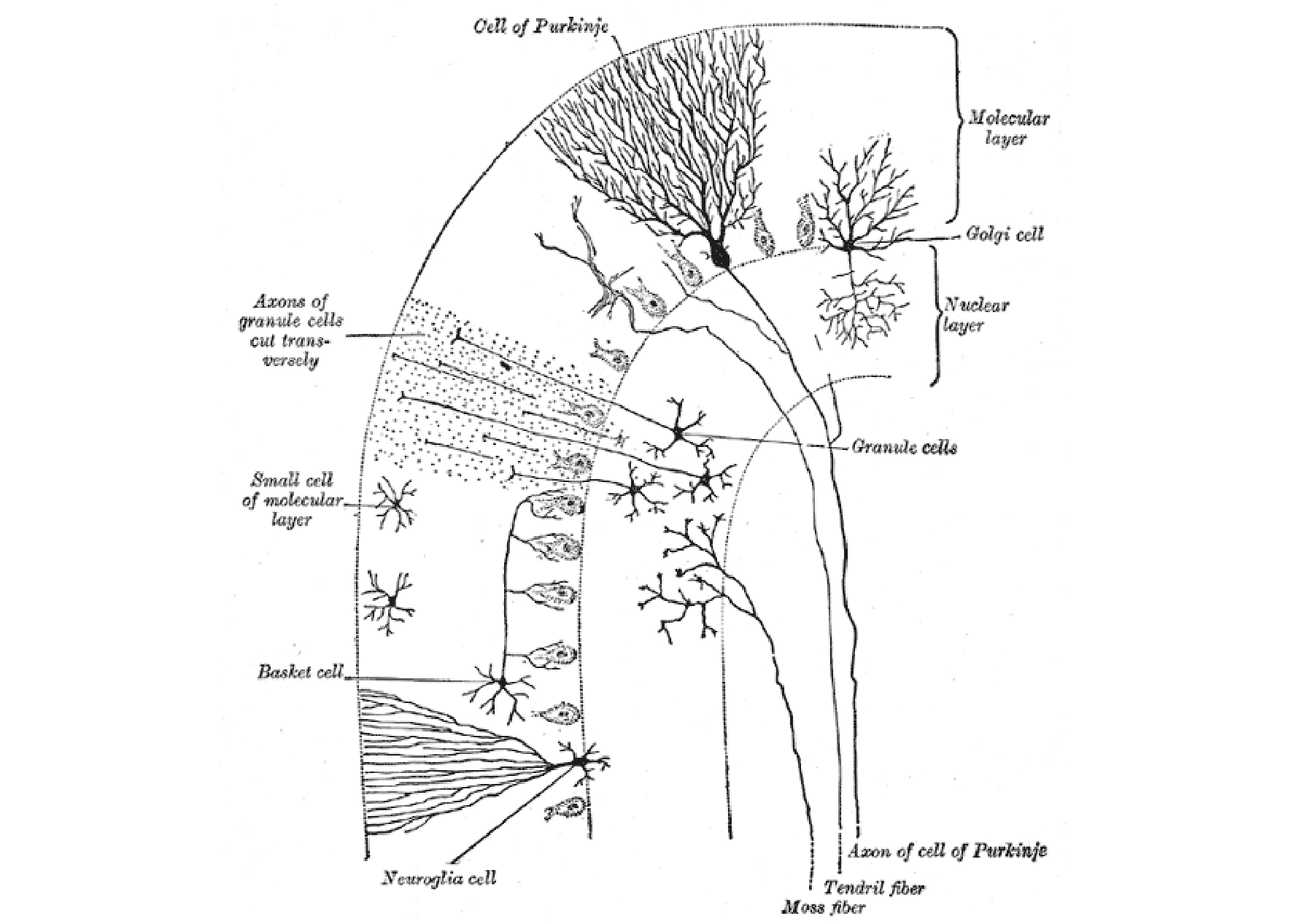 Schematic of a typical neuron showing the soma, the dendrites and the