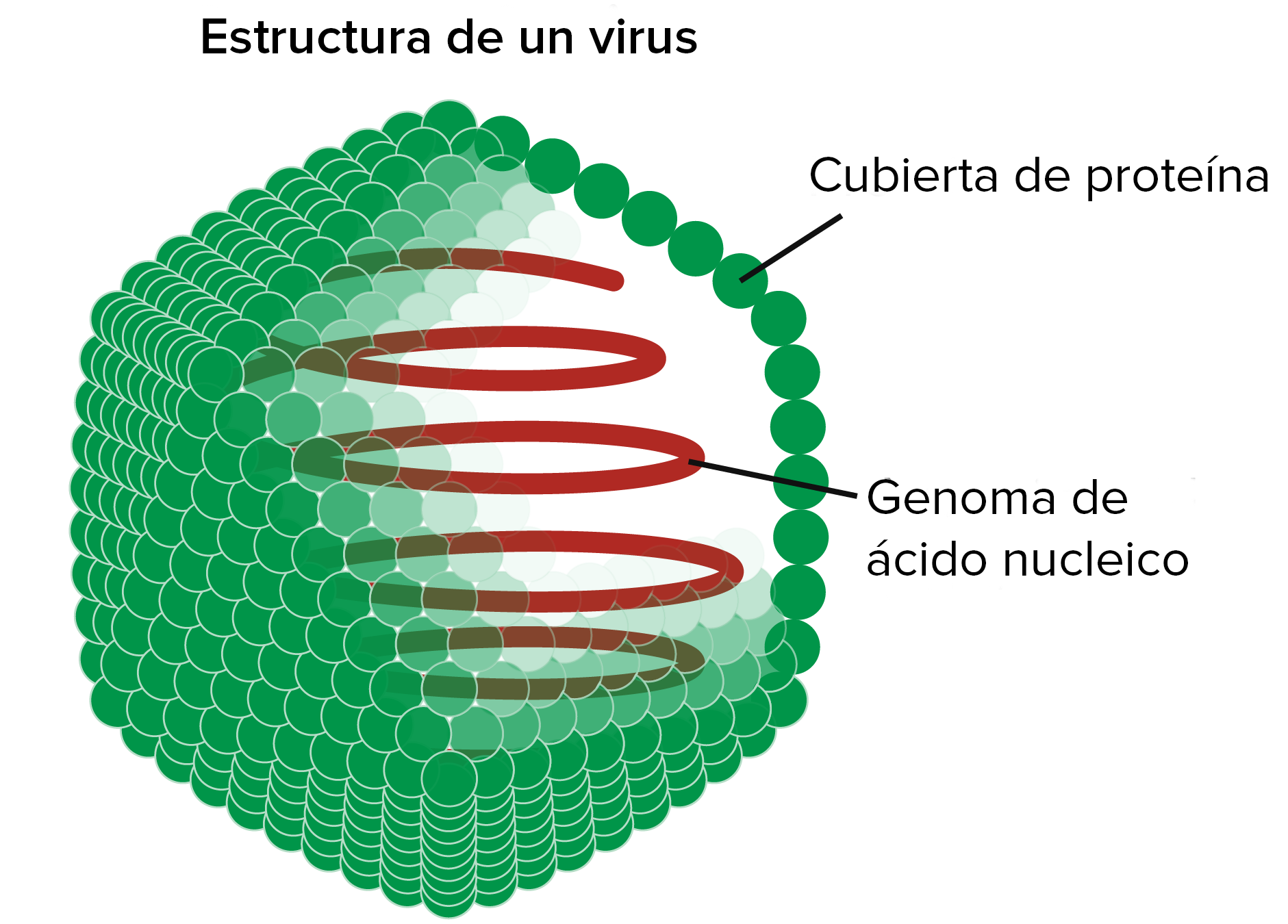 Diagrama de un virus. El virus consiste de un genoma de ácido nucleico dentro de una cápsula de proteína.