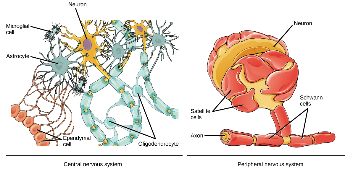 association neuron diagram