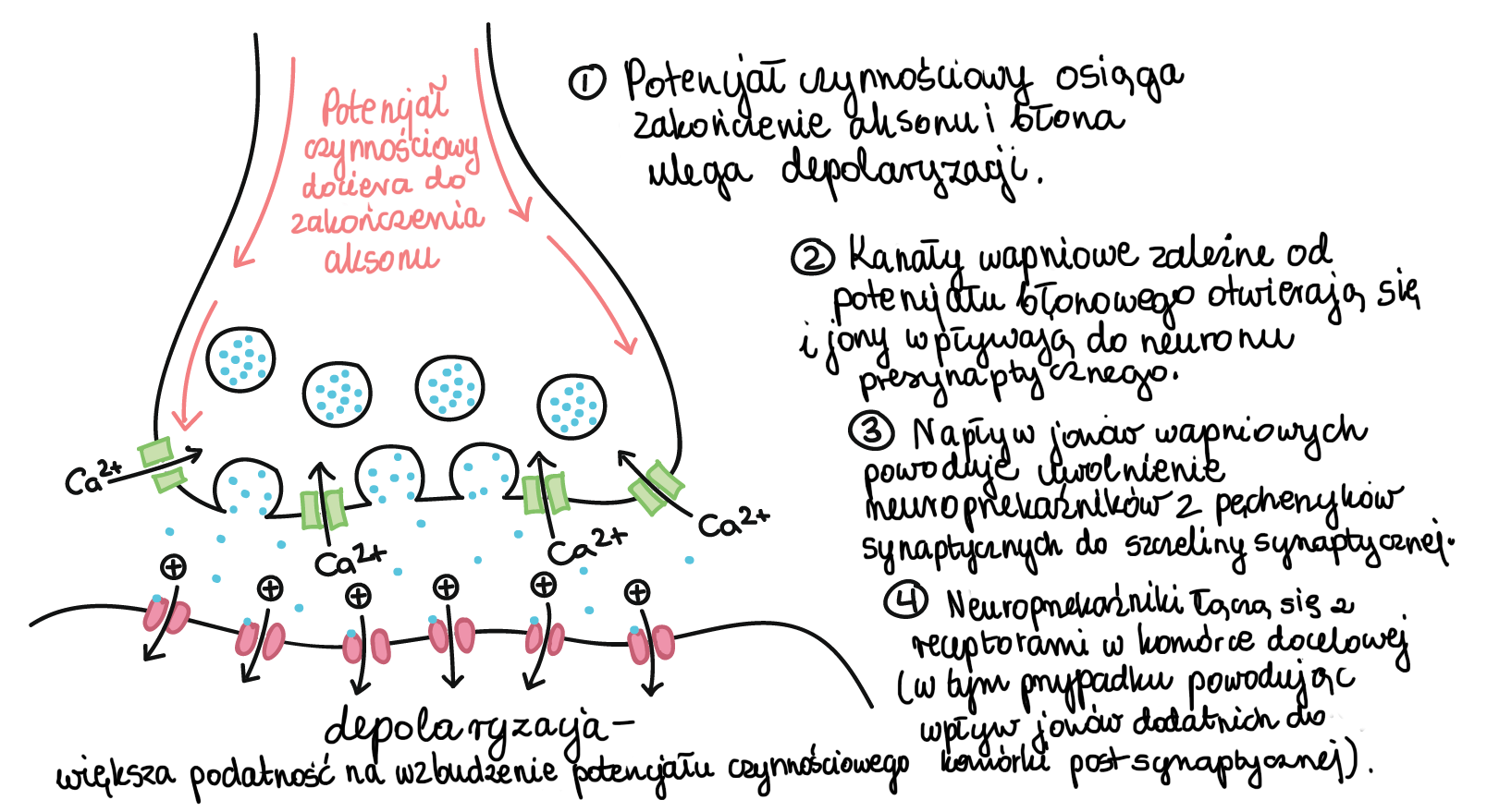 Synapsy Artykul Neuron I Uklad Nerwowy Khan Academy