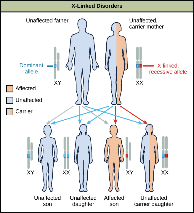 x and y chromosomes chart