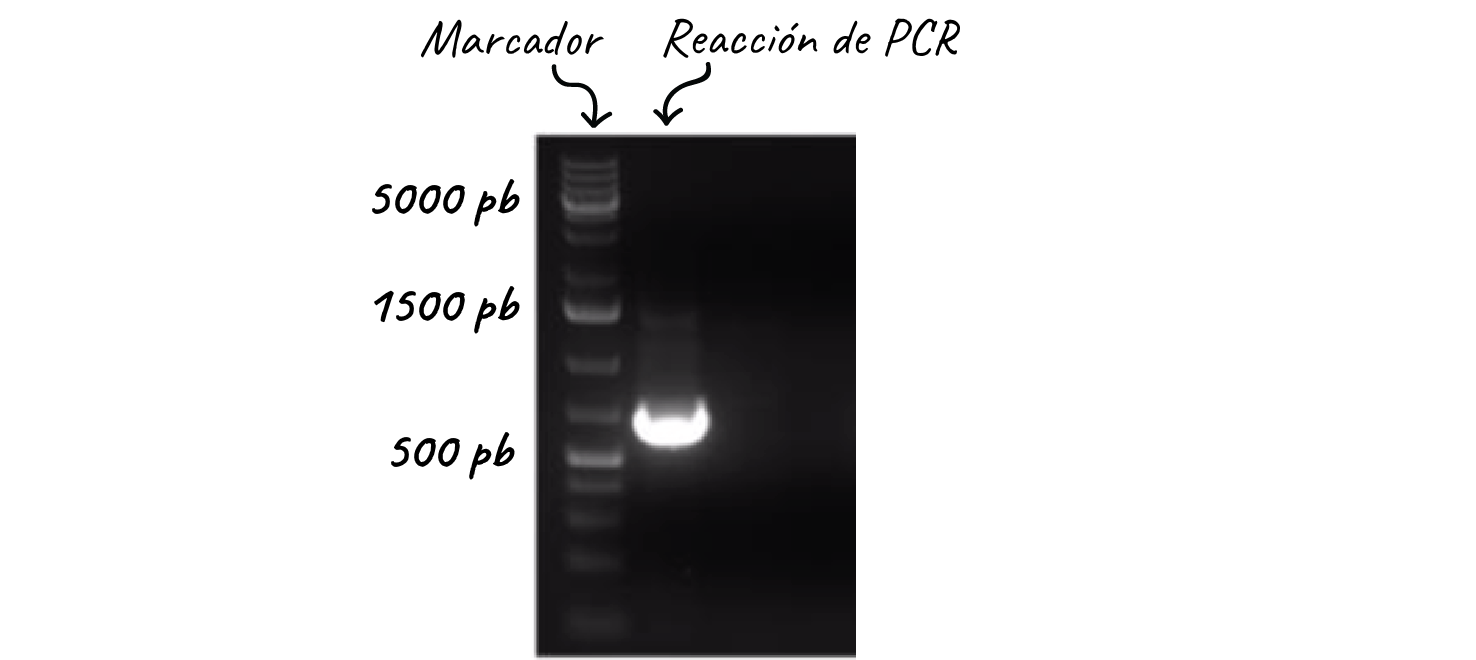 marcador de peso molecular funcion marcador de peso molecular funcion