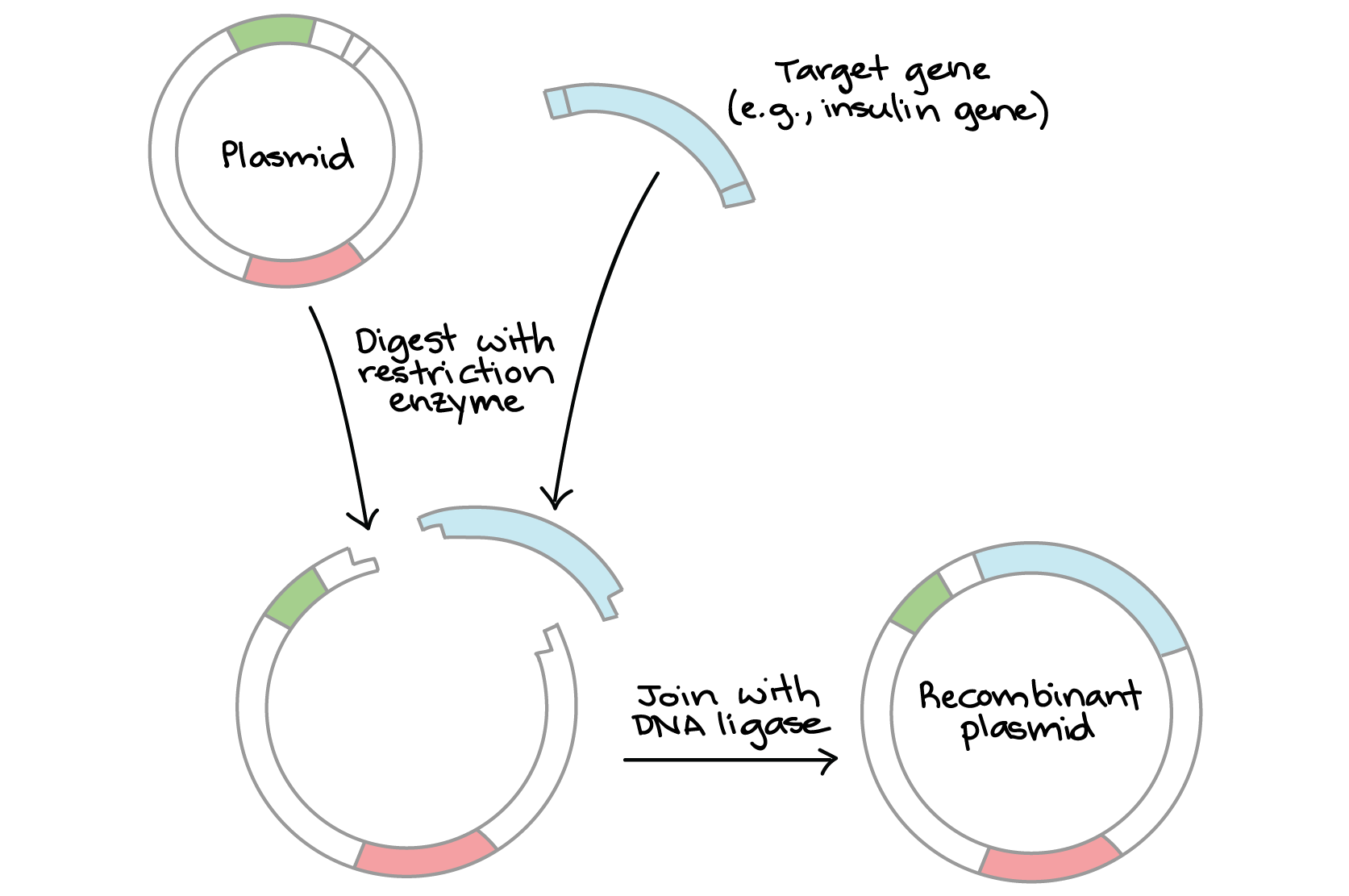 Overview: DNA cloning (article) | Khan Academy