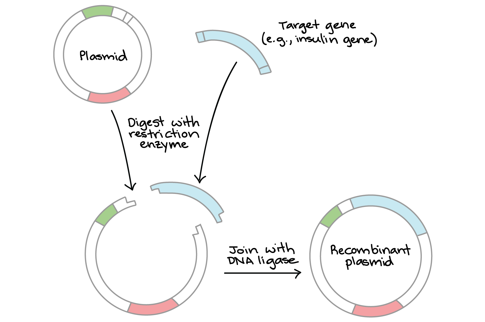 Gene Therapy Process Flow Chart