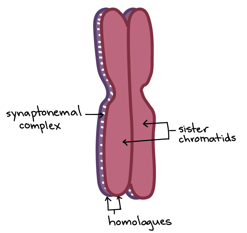 what are two parts of a chromosome