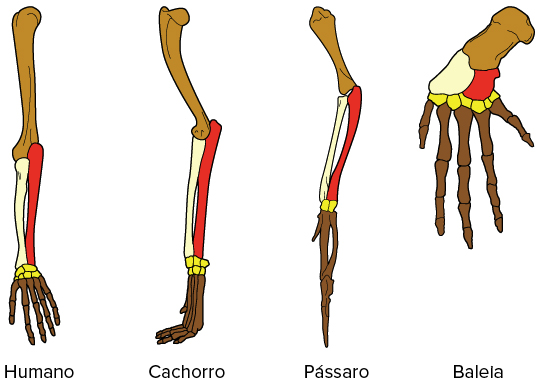 Uma teoria da evolução das galinhas