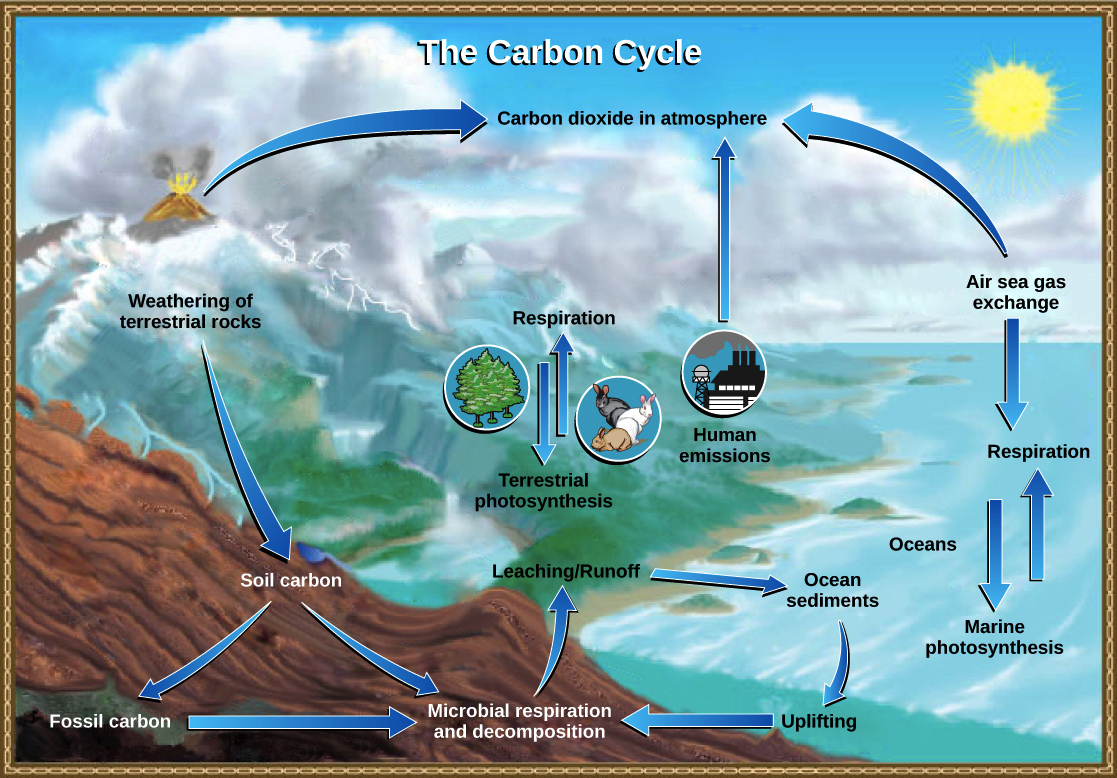 blank carbon cycle diagram