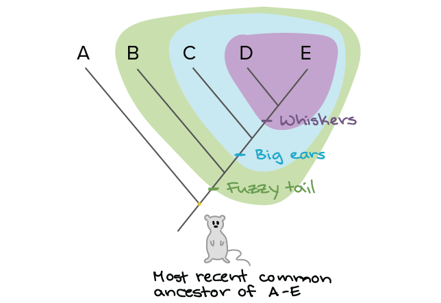 Phylogenetic tree constructed using EMA1 amino acid sequences generated