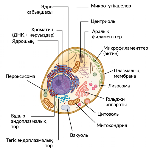 Күйеуі сыртта жүргенде әйелі сантехник шақырады порно
