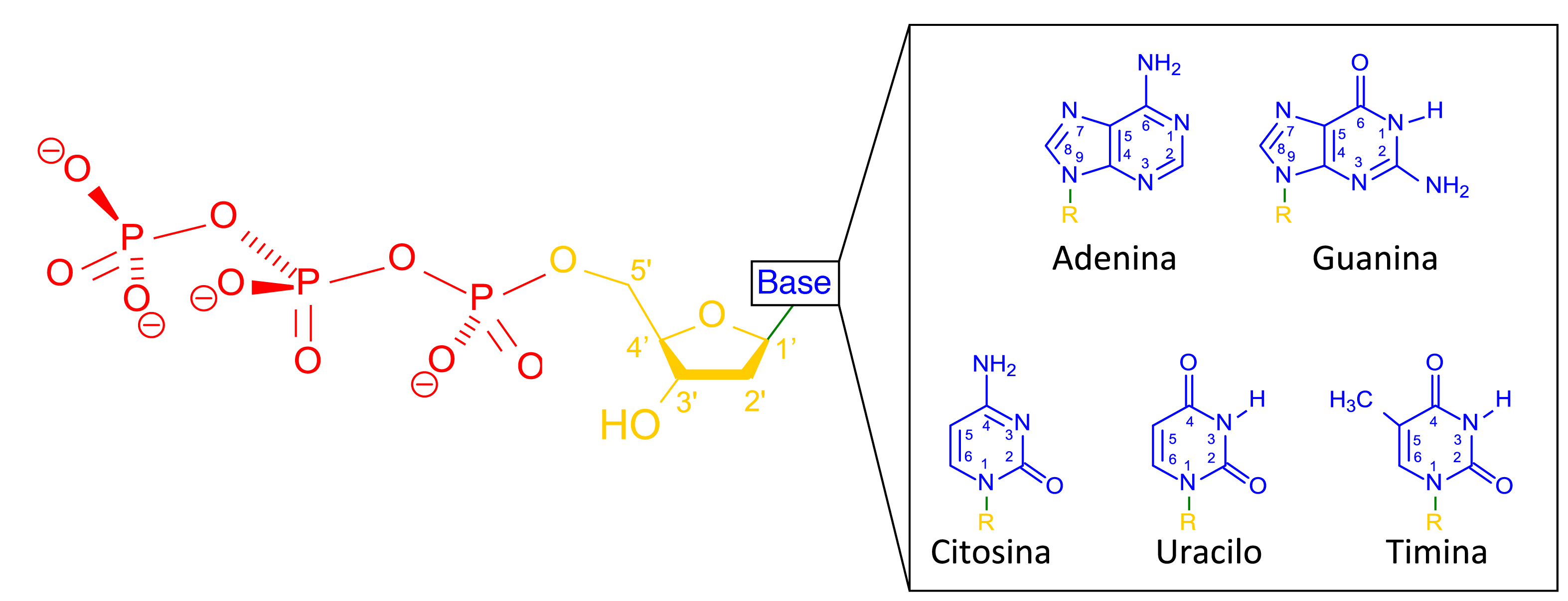 Descoberta da estrutura do DNA (artigo) | Khan Academy, image size:3146x1208