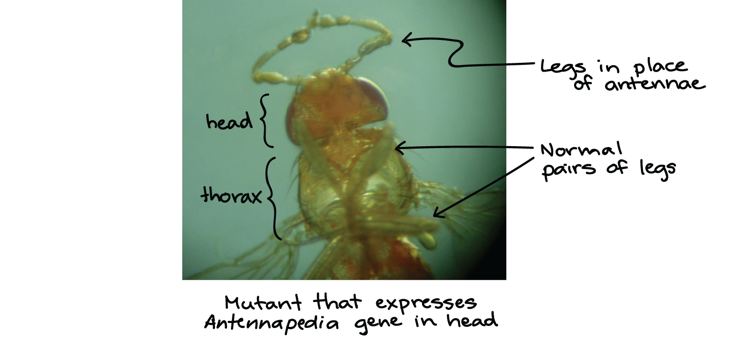 homeotic genes