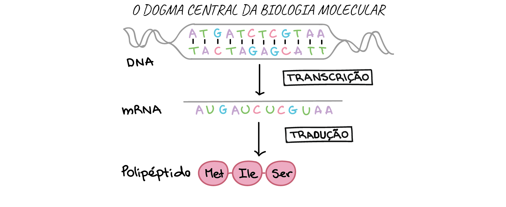 Termos Básicos de Genética | Concise Medical Knowledge, image size:1625x665