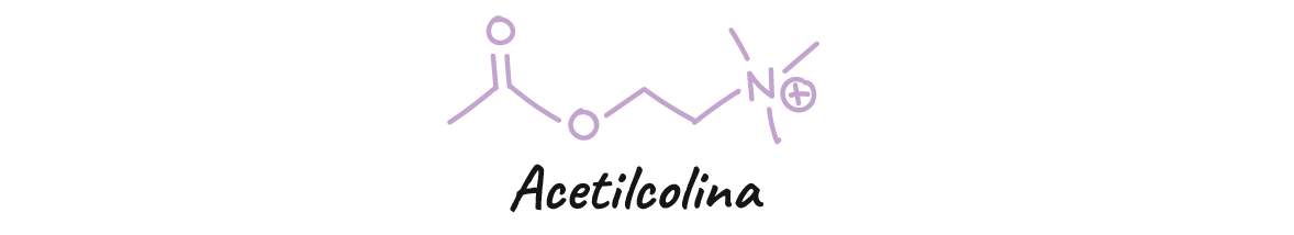 Estructura de la acetilcolina.