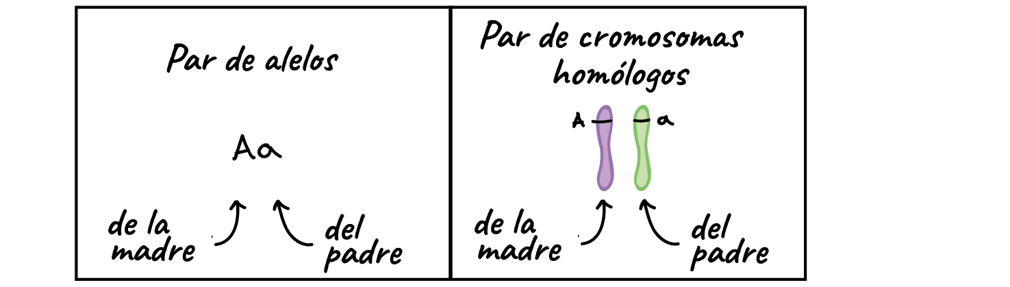 Diagrama que compara:

1) las copias pareadas de genes en un organismo (Aa), una de la madre y otra del padre 

con

2) pares de cromosomas homólogos en el mismo organismo, uno que porta el alelo A en un lugar en particular, y el otro que lleva un alelo a en un lugar correspondiente; un homólogo provino de la madre del organismo y el otro de su padre
