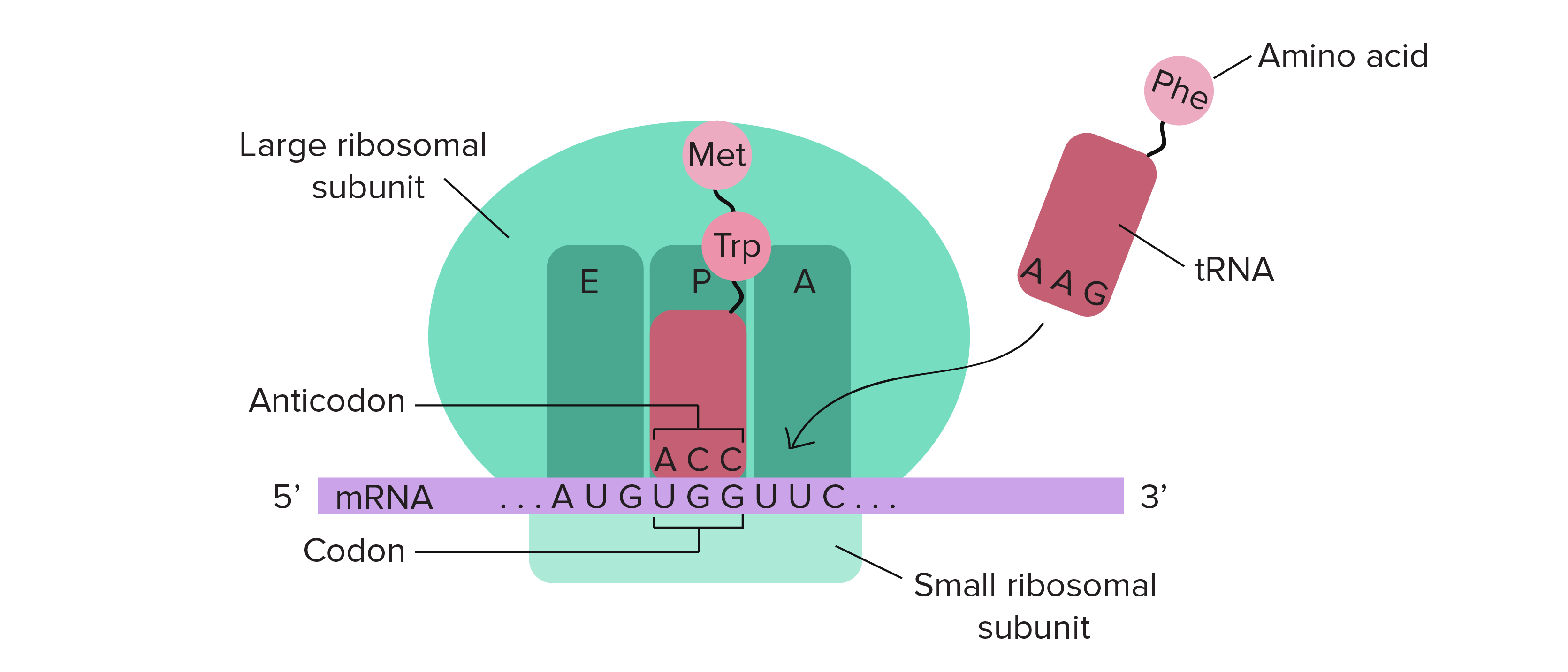 O ribossomo provê um lugar no qual um RNAm pode interagir com RNAt que transportam aminoácidos. Há três compartimentos no ribossomo onde os RNAt se ligam: os sítios A, P e E. O sítio A recebe um RNAt de entrada ligado a um aminoácido. O sítio P detém um RNAt que carrega um polipeptídeo crescente (o primeiro aminoácido adicionado é a metionina (Met)). O sítio E é o local para onde um RNAt vai após estar vazio, o que significa que transferiu seu polipeptídeo para outro RNAt (que agora ocupa o sítio P). No diagrama, o RNAt vazio já deixou o sítio E, portanto não é representado.
