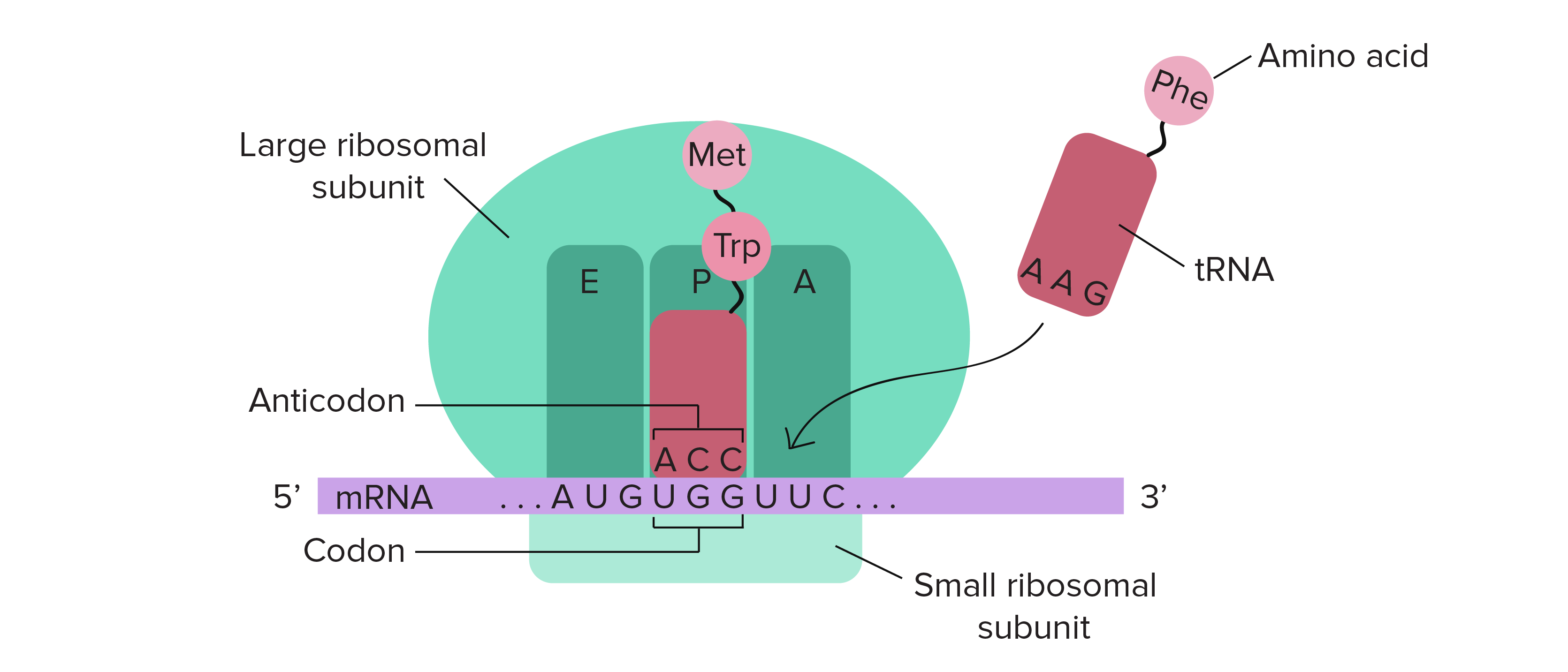 transcription and translation diagram labeled