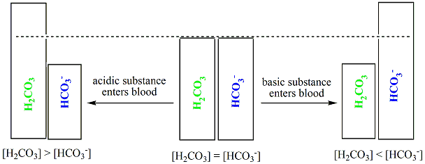 Diagram of blood pH maintained at approx. 7.4 by the carbonic acid – bicarbonate ion buffering system