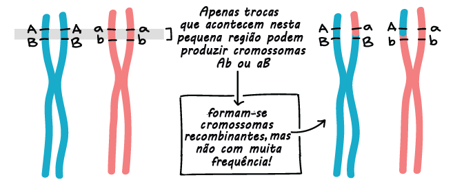 Lei Da Meiose De Sortimento Independente Três Leis De Mendel