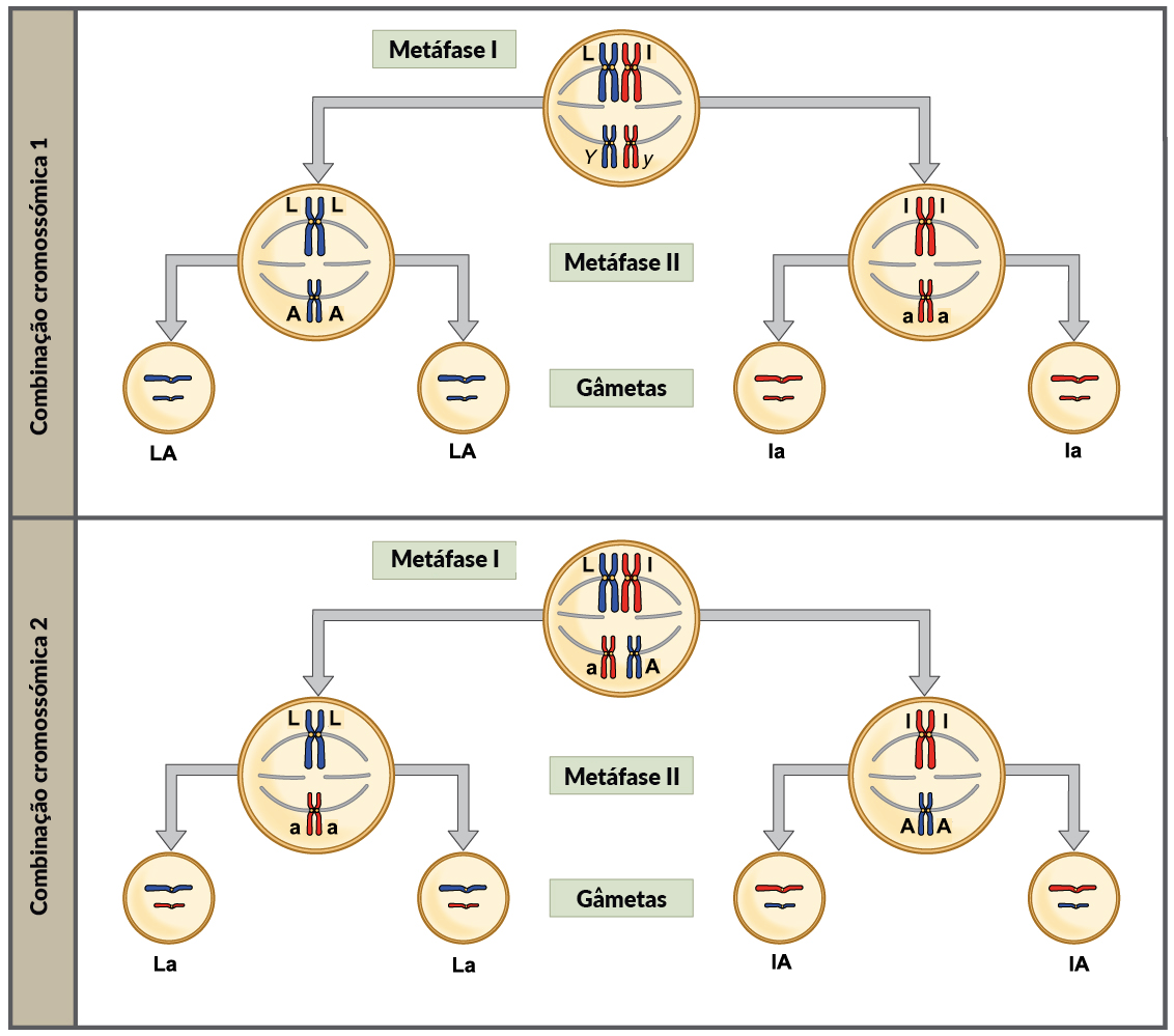 Ley de Hardy-Weinberg - Wikipedia, la enciclopedia libre, image size:1132x999
