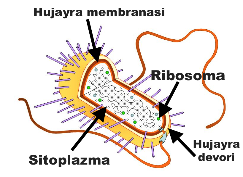 Митохондрии клеточная стенка. Чем отличается Cell Wall and Cell membrane. Stiffeners with Cellular structure.