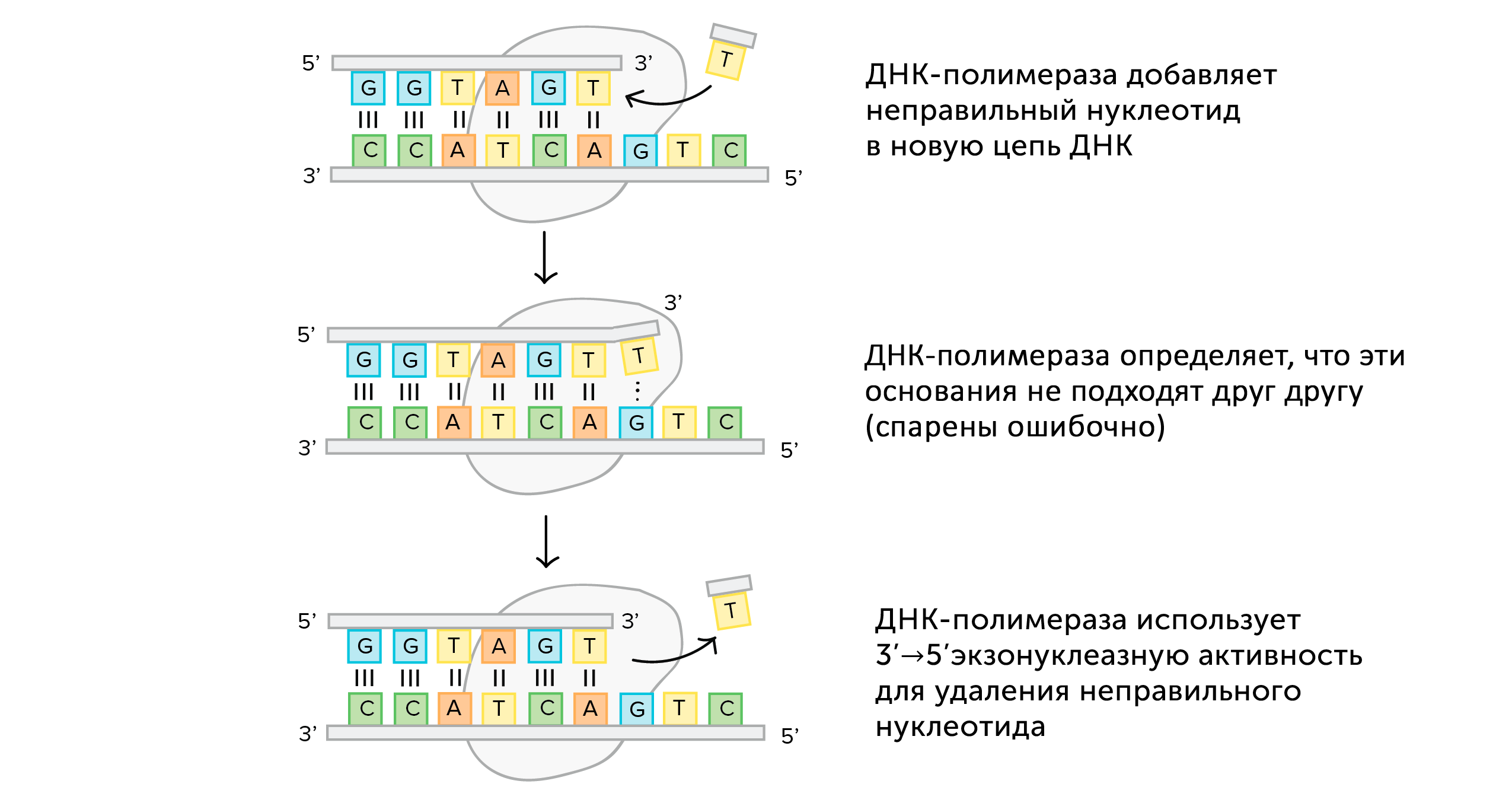 Способность ДНК-полимераз к исправлению ошибок при репликации и репарация  ДНК (статья) | Академия Хана
