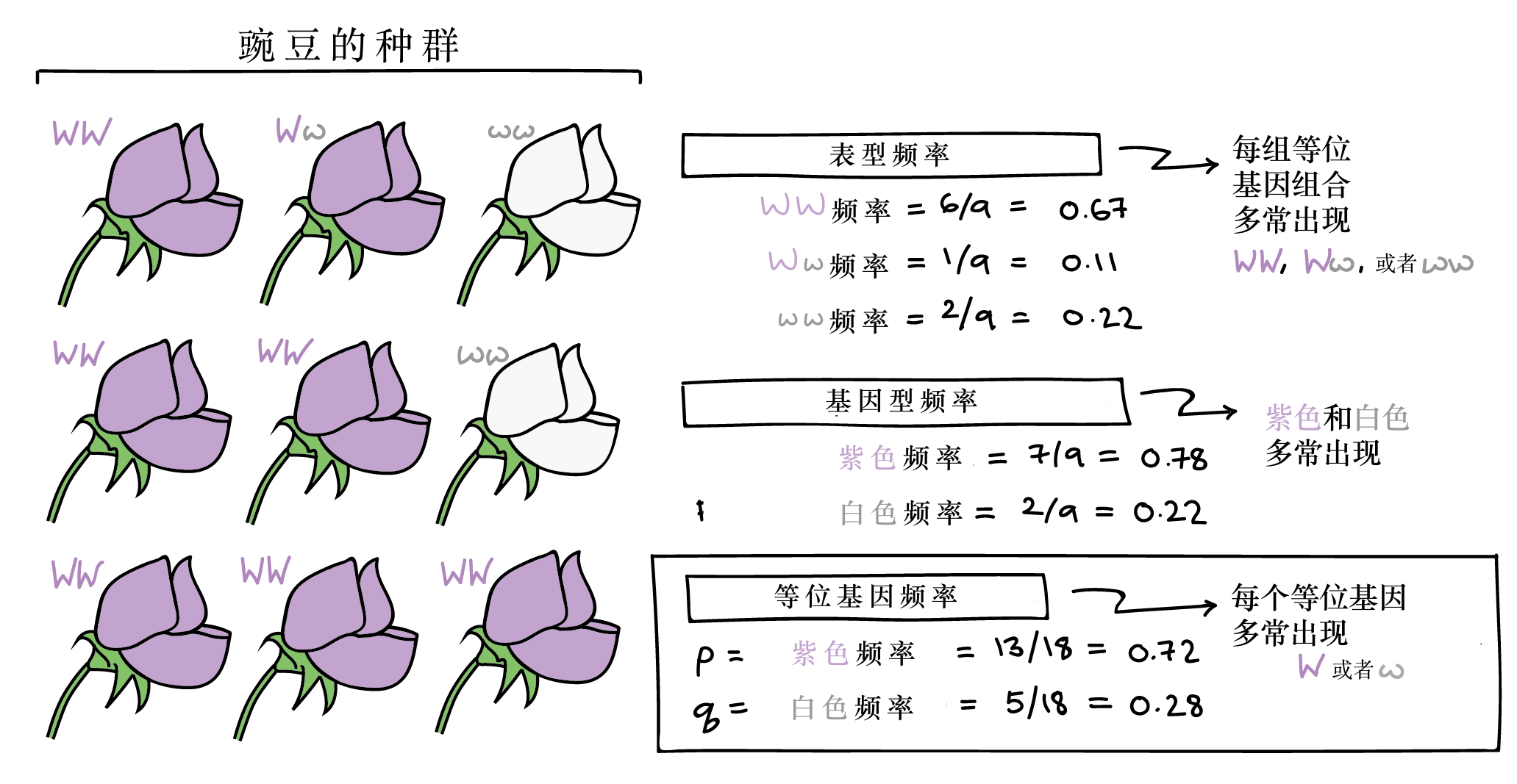 等位基因频率和基因库 文章 种群遗传学 可汗学院