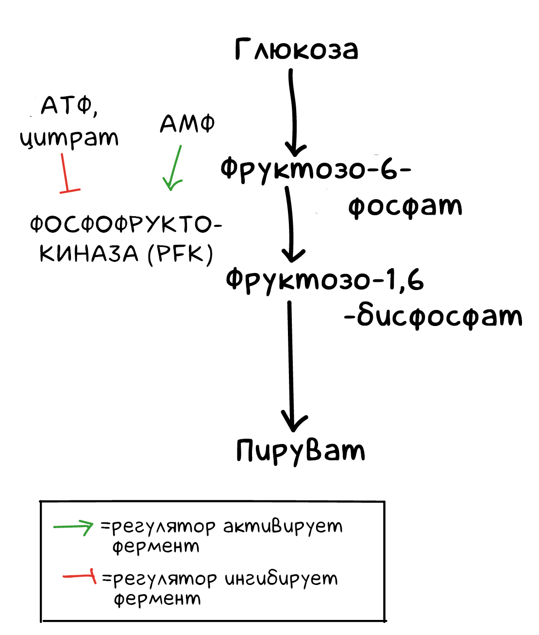 Схема гликолиза биохимия