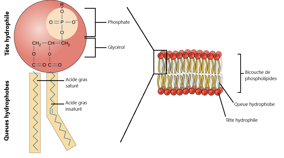 structure cellulaire procaryote